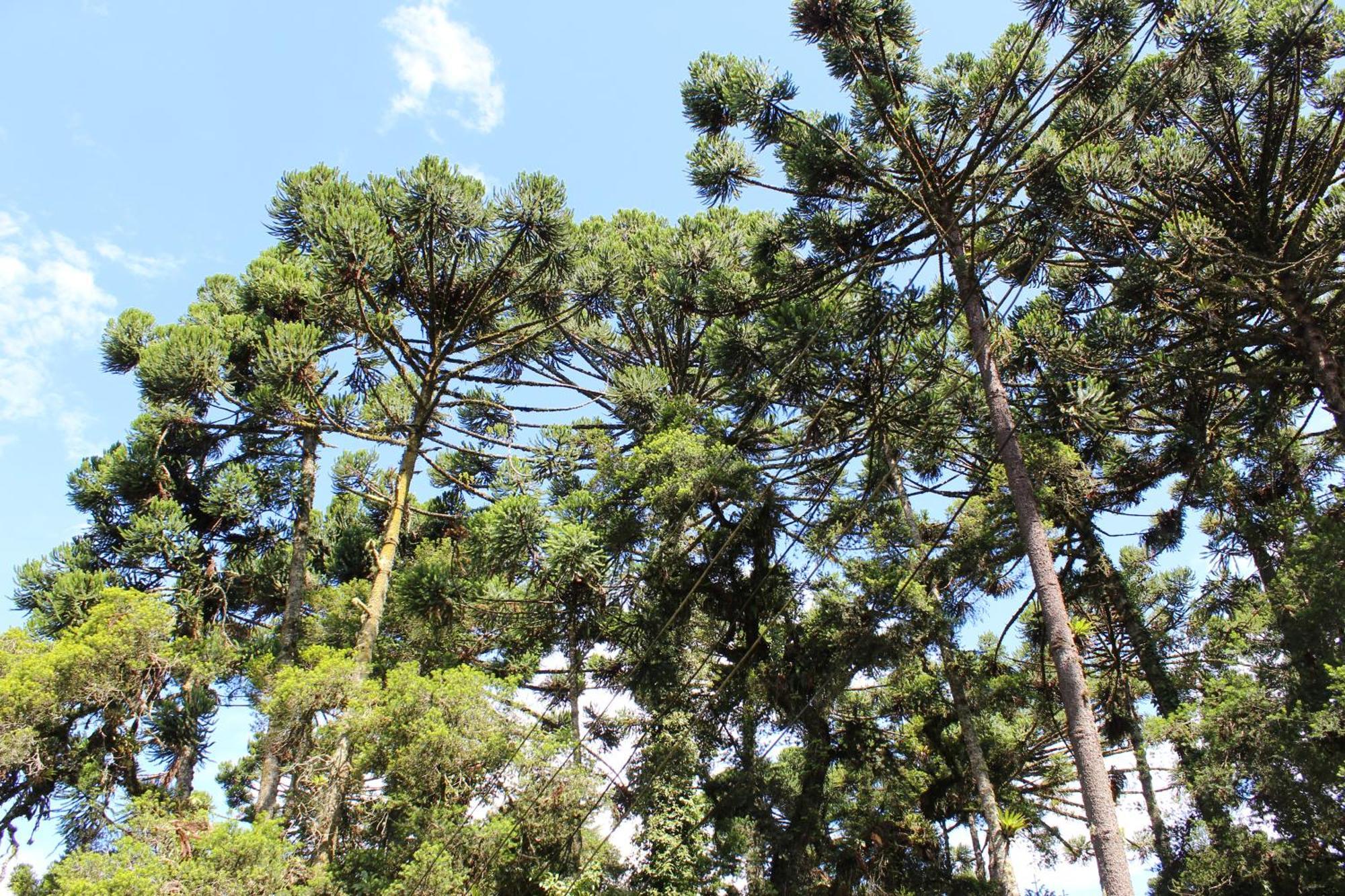 Chale Mon Amour 3 Campos do Jordao Ngoại thất bức ảnh